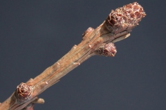 Twig-of-Larch