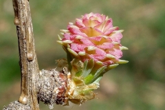 Young-female-cone-of-Larch