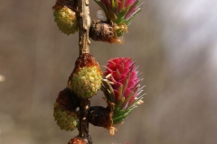 Young-seed-cones-red-and-pollen-cones-yellow-of-Larch