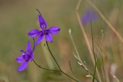 Close-view-of-Larkspur-flower