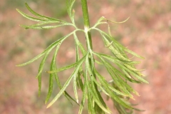 Larkspur-leaves