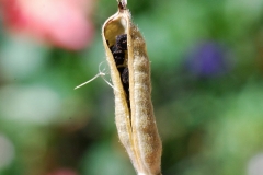 Larkspur-pods