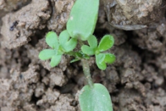 Larkspur-seedlings
