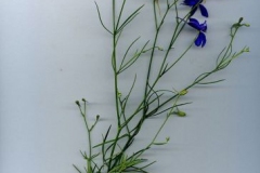 Larkspur-whole-plant