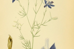 Plant-illustration-of-Larkspur