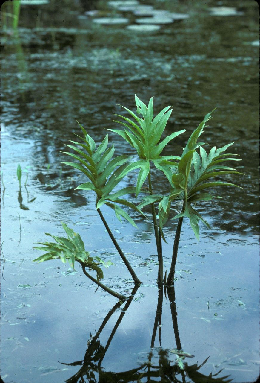 Lasia-plant-growing-in-water-source