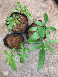 Lasia-saplings