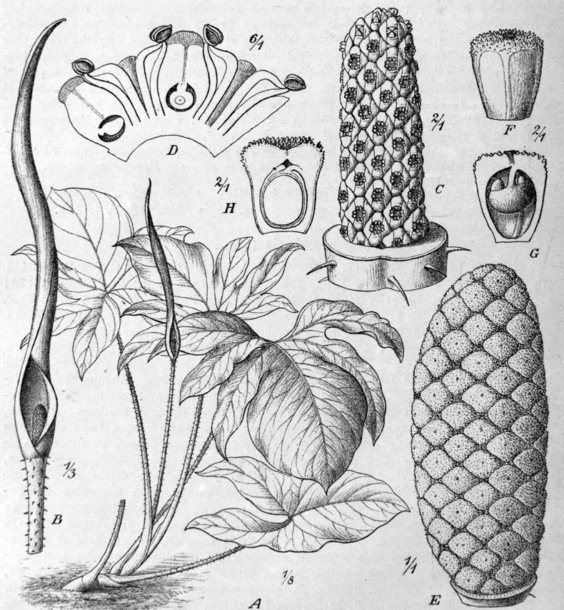 Plant-illustration-of-Lasia