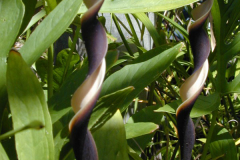 Flowers-of-Lasia