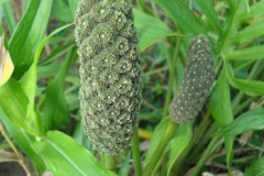 Immature-fruits-of-Lasia