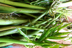 Lasia-leaves-as-vegetable