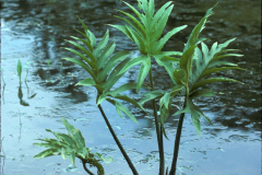 Lasia-plant-growing-in-water-source