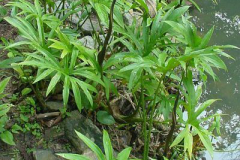 Lasia-plant