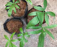 Lasia-saplings