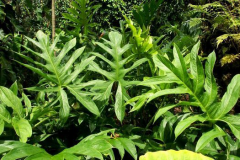 Leaves-of-Lasia