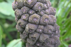 Mature-fruits-of-Lasia