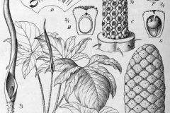 Plant-illustration-of-Lasia