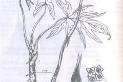 Sketch-of-Lasia-plant