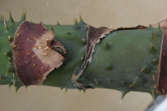 Stem-of-Lasia-plant
