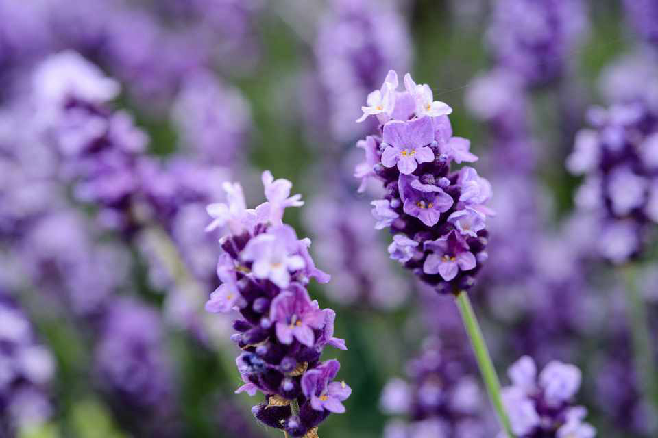 Flower-of-Lavender