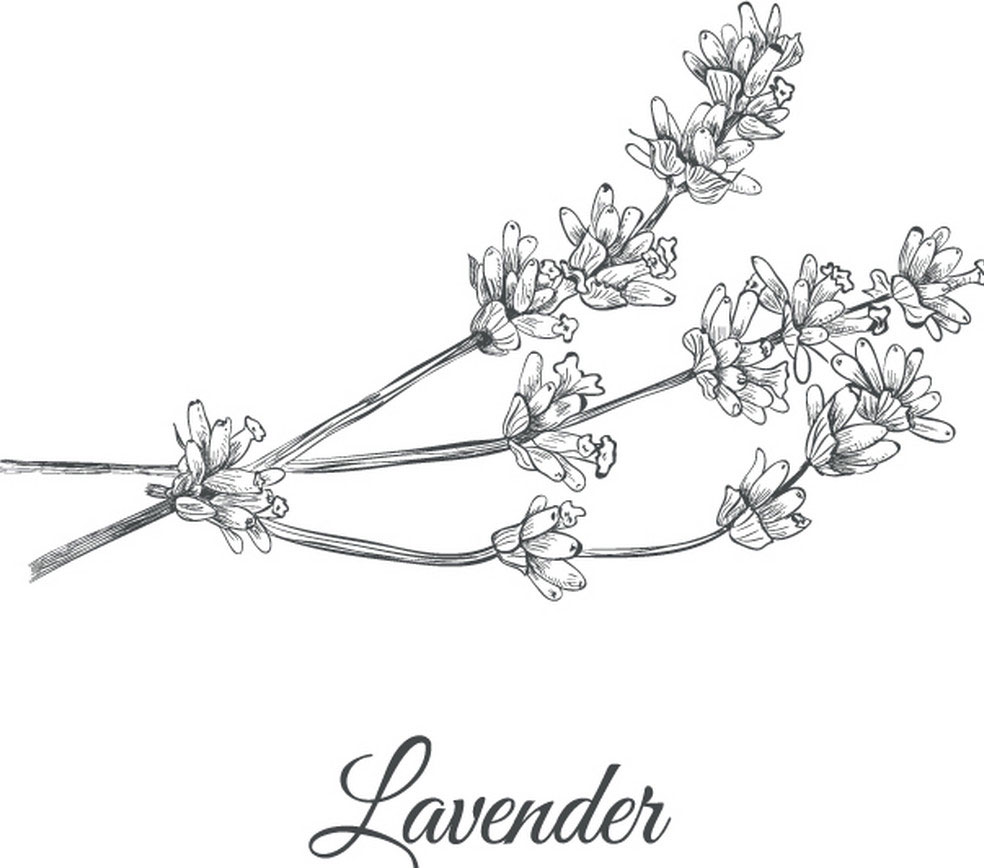 Sketch-of-Lavender