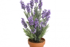 Lavender-Plant-In-Pot