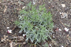 Lavender-Plant