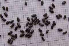 Lavender-Seeds