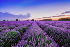 Lavender-farming