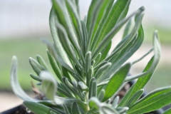 Leaves-of-Lavender