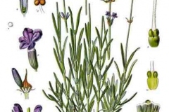 Plant-Illustration-of-Lavander