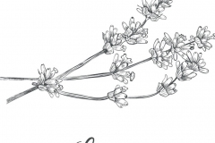 Sketch-of-Lavender