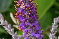 Flower-of-Lead-plant