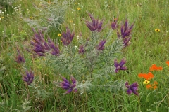 Lead-plant-growing-wild