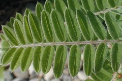 Leaves-of-Lead-plant