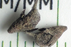 Mature-Fruits-of-Lead-plant