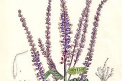Plant-Illustration-of-Lead-plant