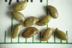 Seeds-of-Lead-plant