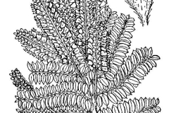 Sketch-of-Lead-plant