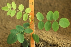 Small-Lead-plant