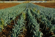 Leeks-farm