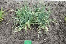 Leeks-plant