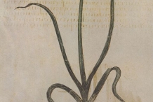 Plant-illustration-of-Leeks