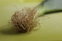 Root-of-Leeks