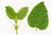 Dorsal-side-of-Lemon-balm-leaf