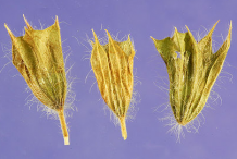 Fruit-of-Lemon-balm