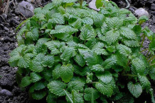 Lemon-balm-Plant