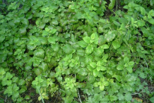 Lemon-balm-bushes