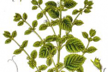 Lemon-balm-plant-Illustration