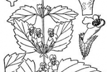 Lemon-balm-plant-sketch